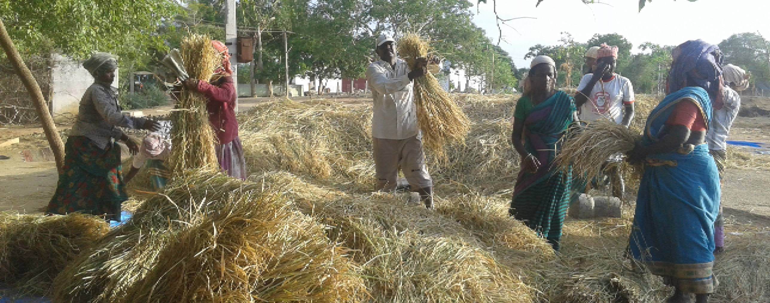 Sustainable Agriculture & Organic Farming